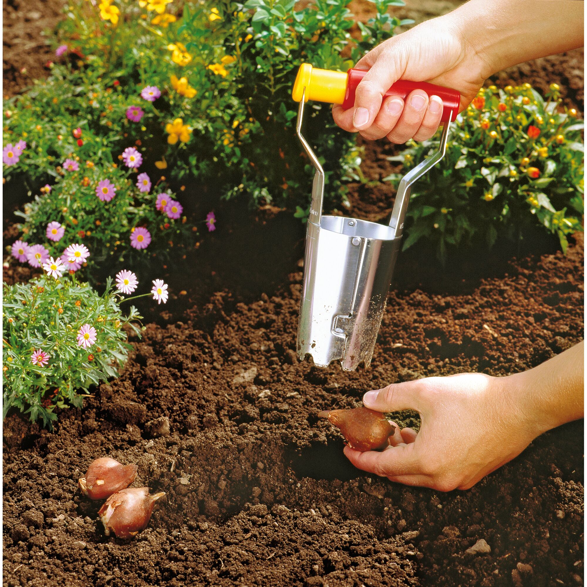 A person using a metal bulb planter with a red and yellow handle to plant flower bulbs in soil, with blooming flowers and green plants visible in the background.