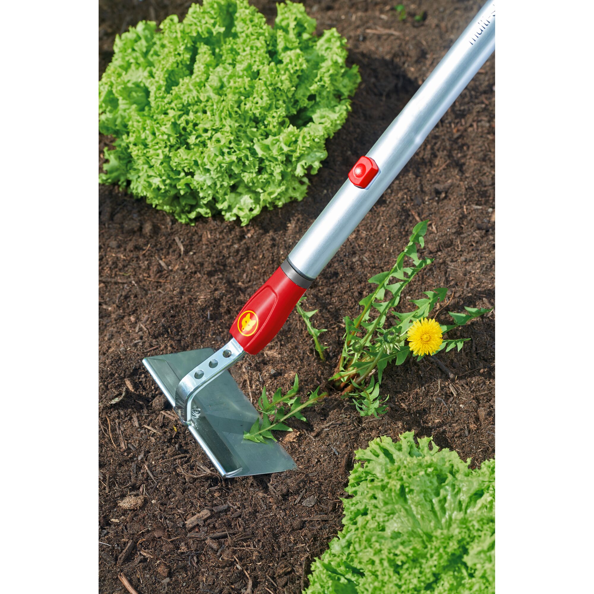 A WOLFGarten gardening tool with a metal blade and red handle is being used to remove weeds from soil in a vegetable garden with lettuce plants.