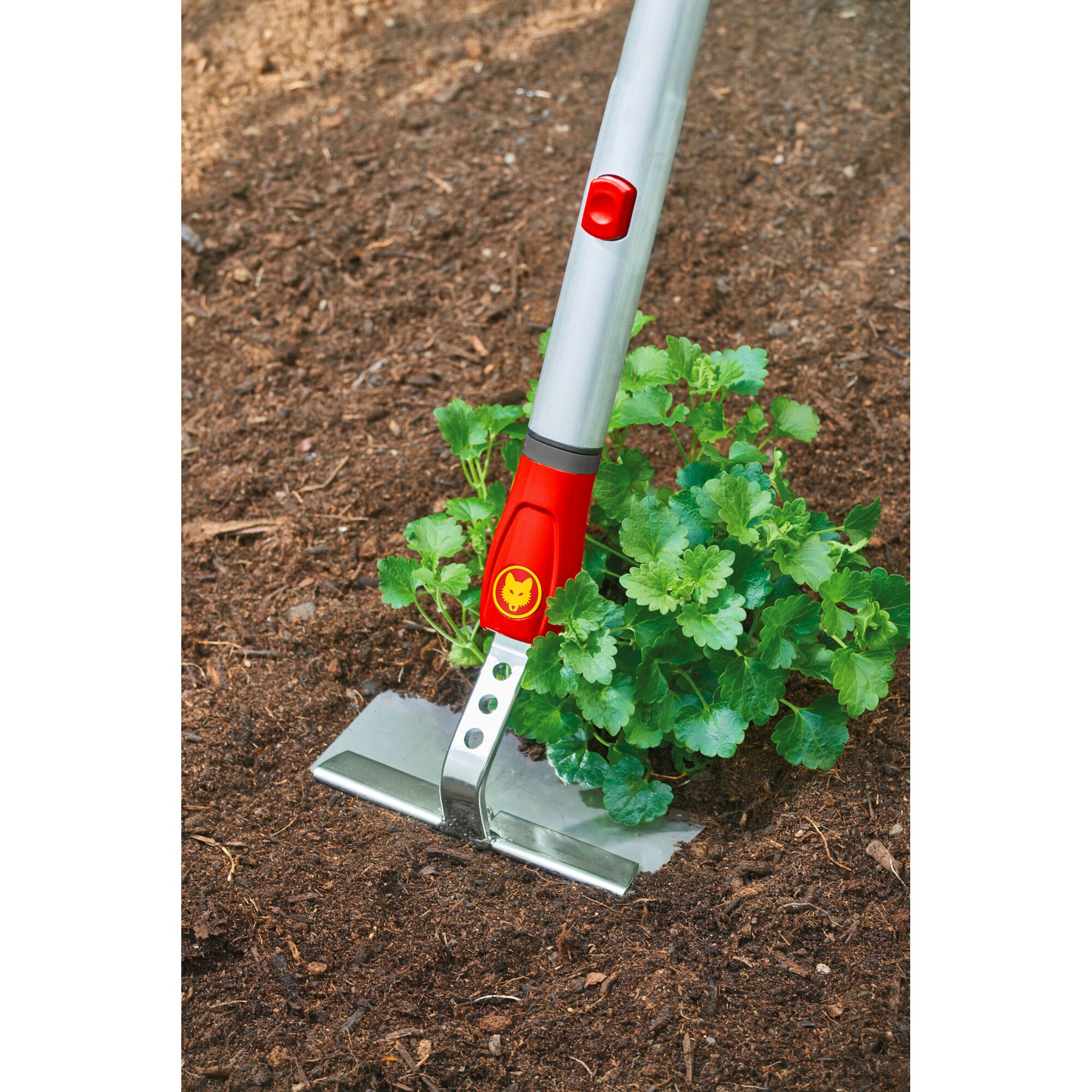 A WOLFGarten gardening tool with a red and silver handle and a metal blade being used to work the soil around a green plant in a garden.