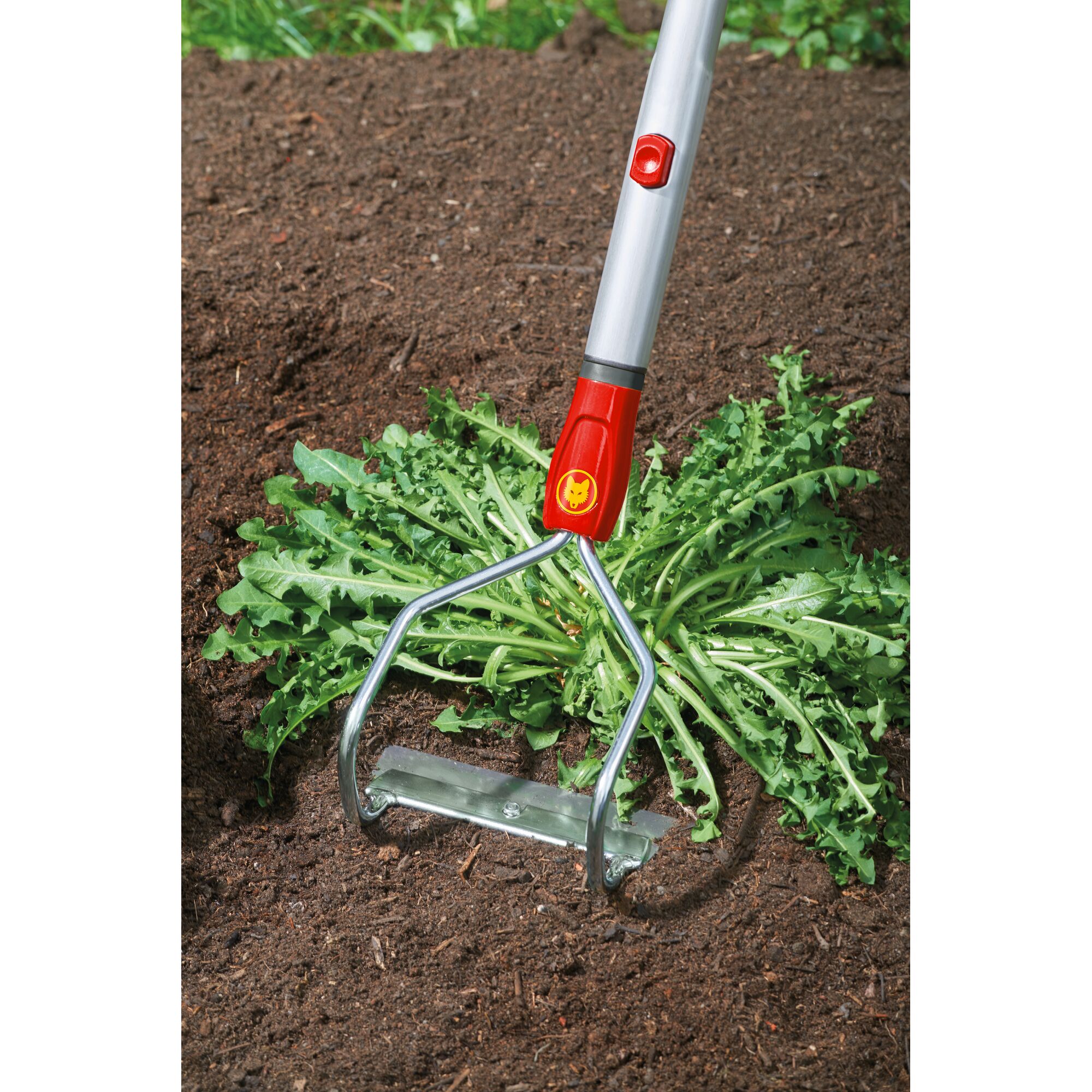 A gardening tool with a metal blade and red handle being used to remove a weed from soil.