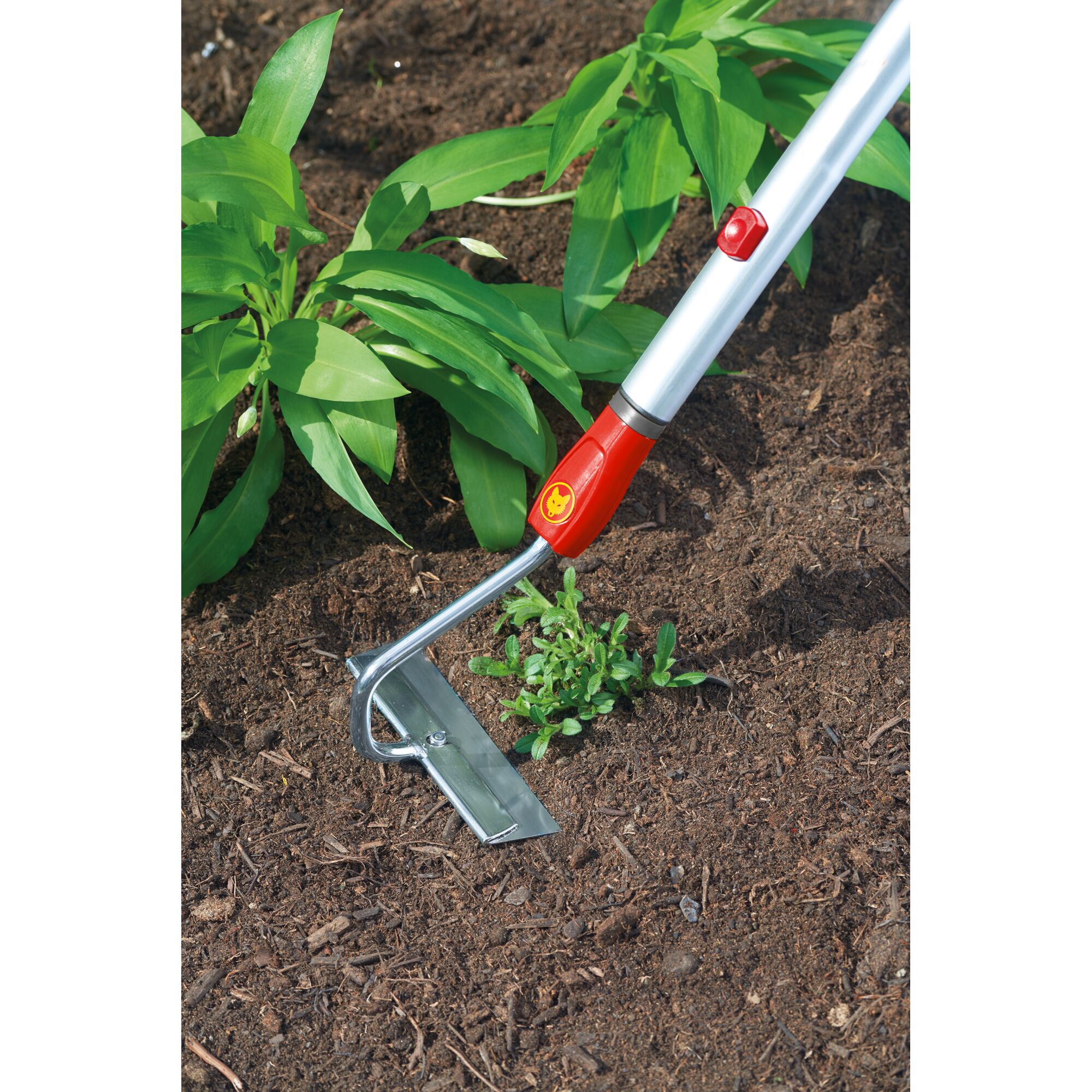 A gardening hoe with a metal blade and a red and silver handle is being used to remove weeds from soil in a garden bed, near green plants.