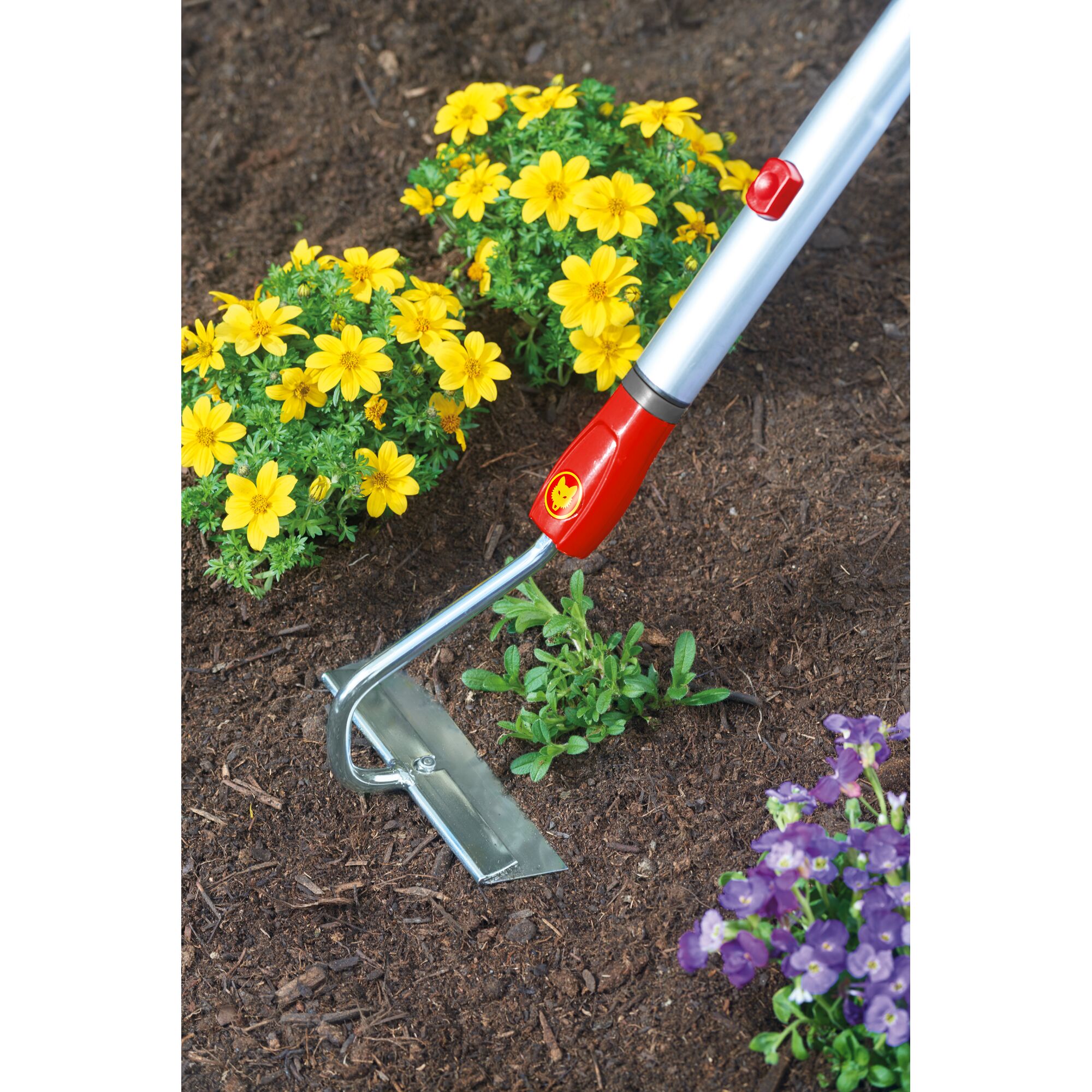 A metal gardening tool with a red and silver handle is being used to cultivate soil around yellow and purple flowers.