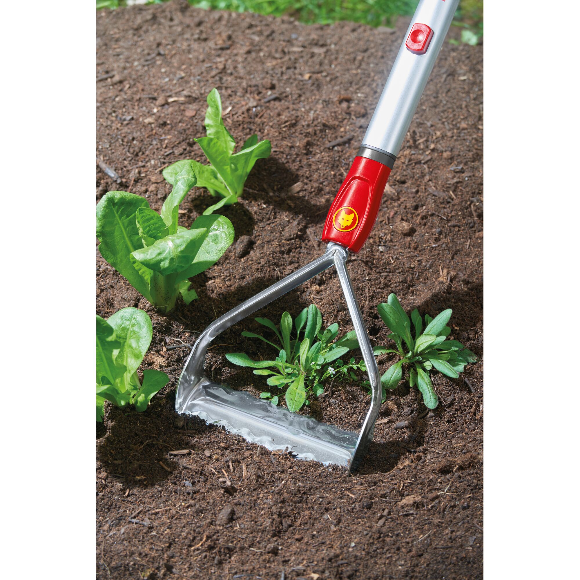 A gardening tool with a serrated blade and red handle is being used to loosen soil around small green plants in a garden bed.