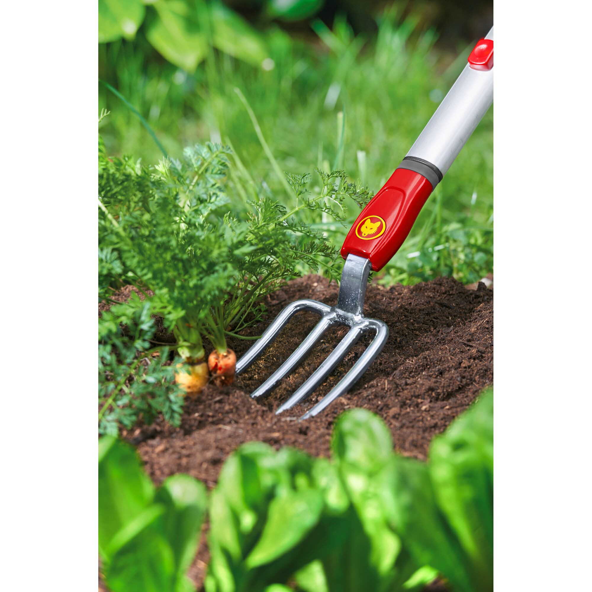 A WOLFGarten garden fork with a red and silver handle is being used to loosen soil around a growing carrot plant in a vegetable garden.