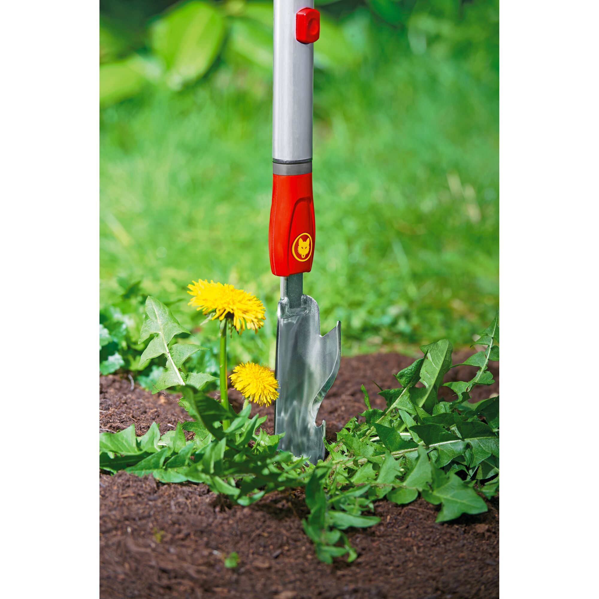A gardening tool with a red and silver handle is being used to remove dandelions from soil in a garden.