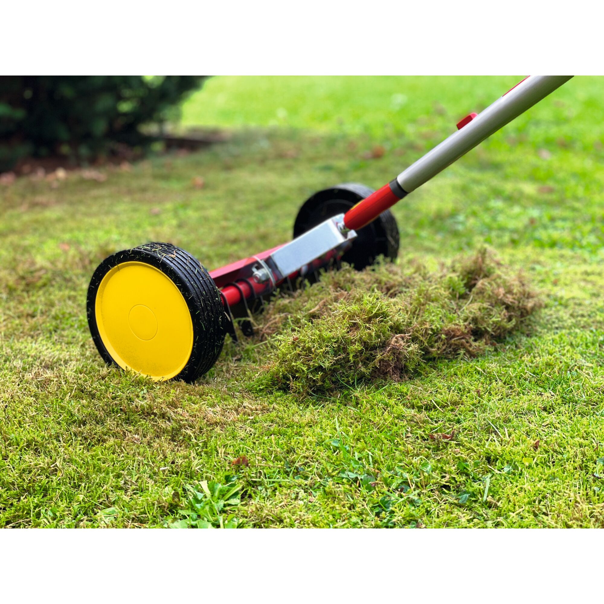 A close-up view of a lawn scarifier being used on grass, with piles of removed moss and debris visible next to the tool. The scarifier has bright yellow wheels and a red handle.
