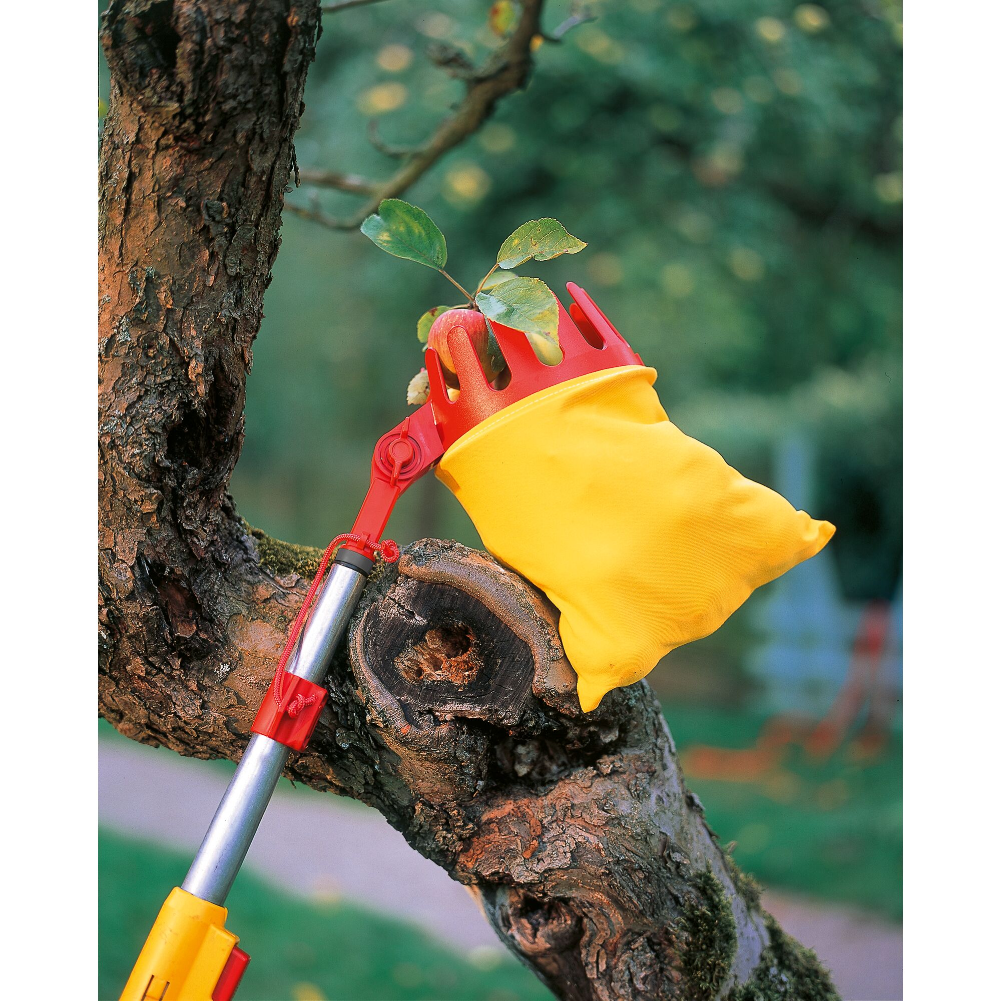 A WOLFGarten fruit picker with a yellow bag and red claws attached to a metal handle, shown picking an apple from a tree.