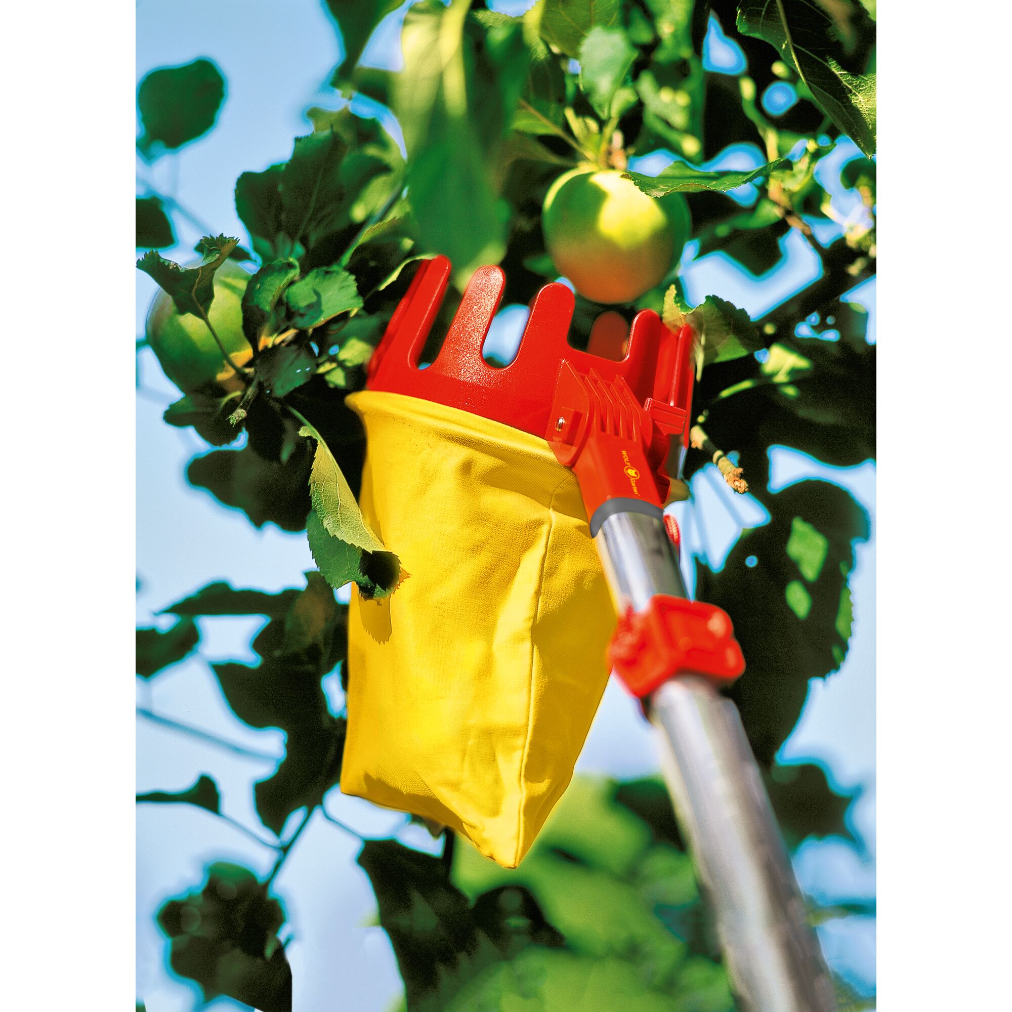 A fruit picker tool with a red crown and yellow bag attached to a pole is being used to pick an apple from a tree.