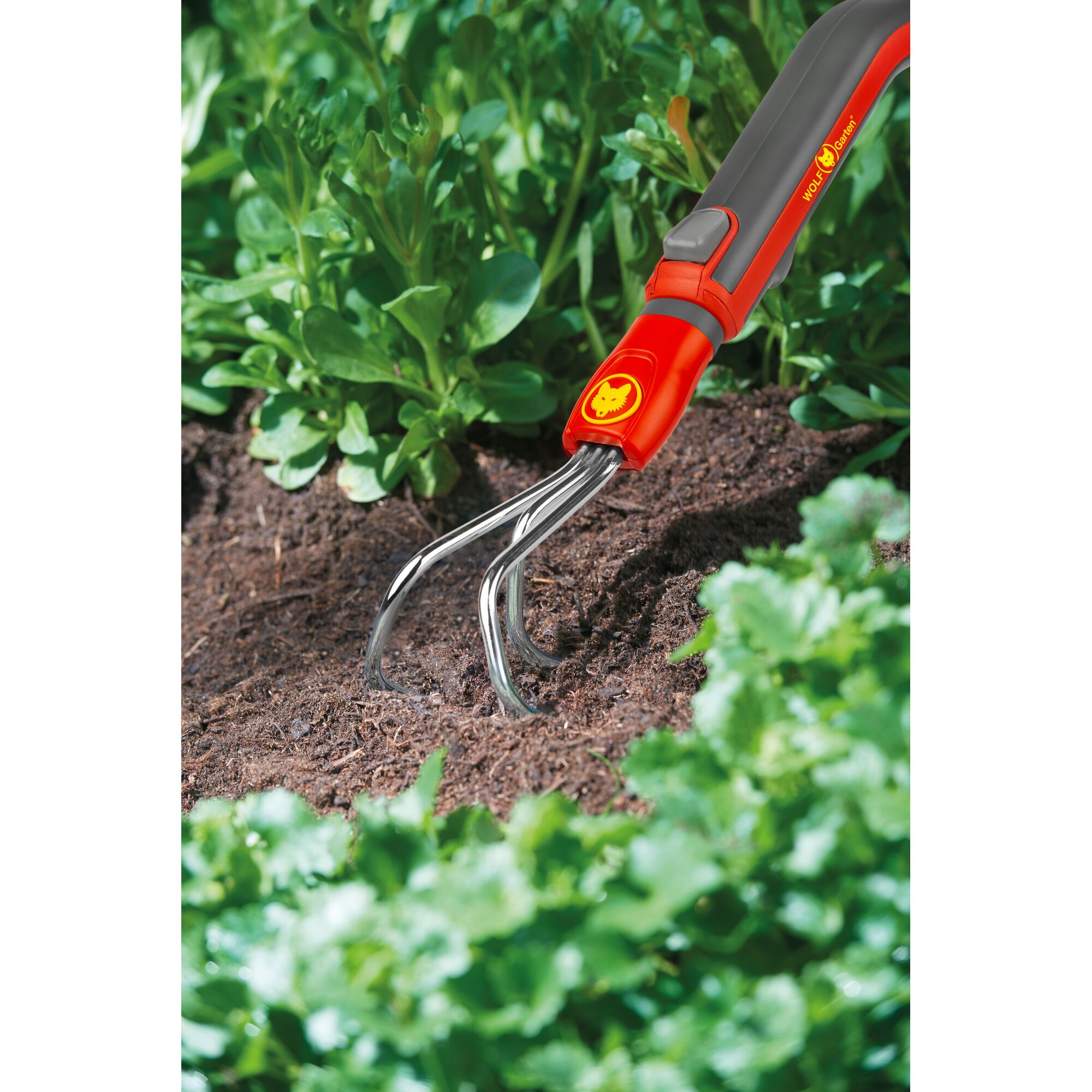 A close-up view of a WOLFGarten gardening hand cultivator with a red and grey handle being used to loosen soil in a garden bed, surrounded by green plants.