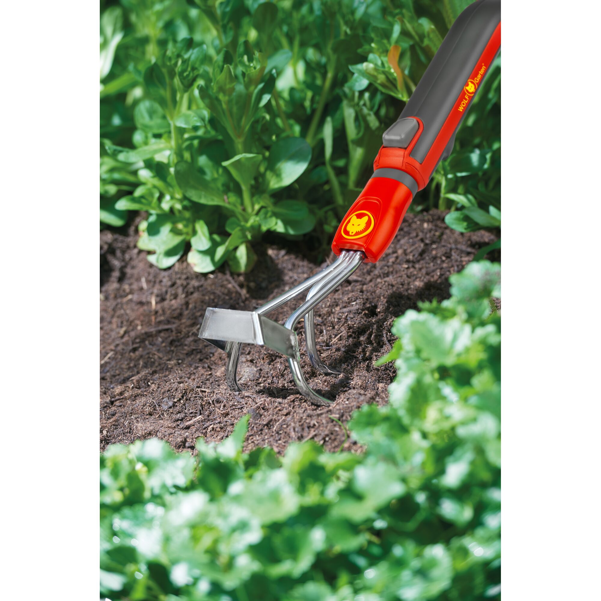 A red and silver WOLFGarten hand cultivator being used to loosen soil in a garden bed among green plants.