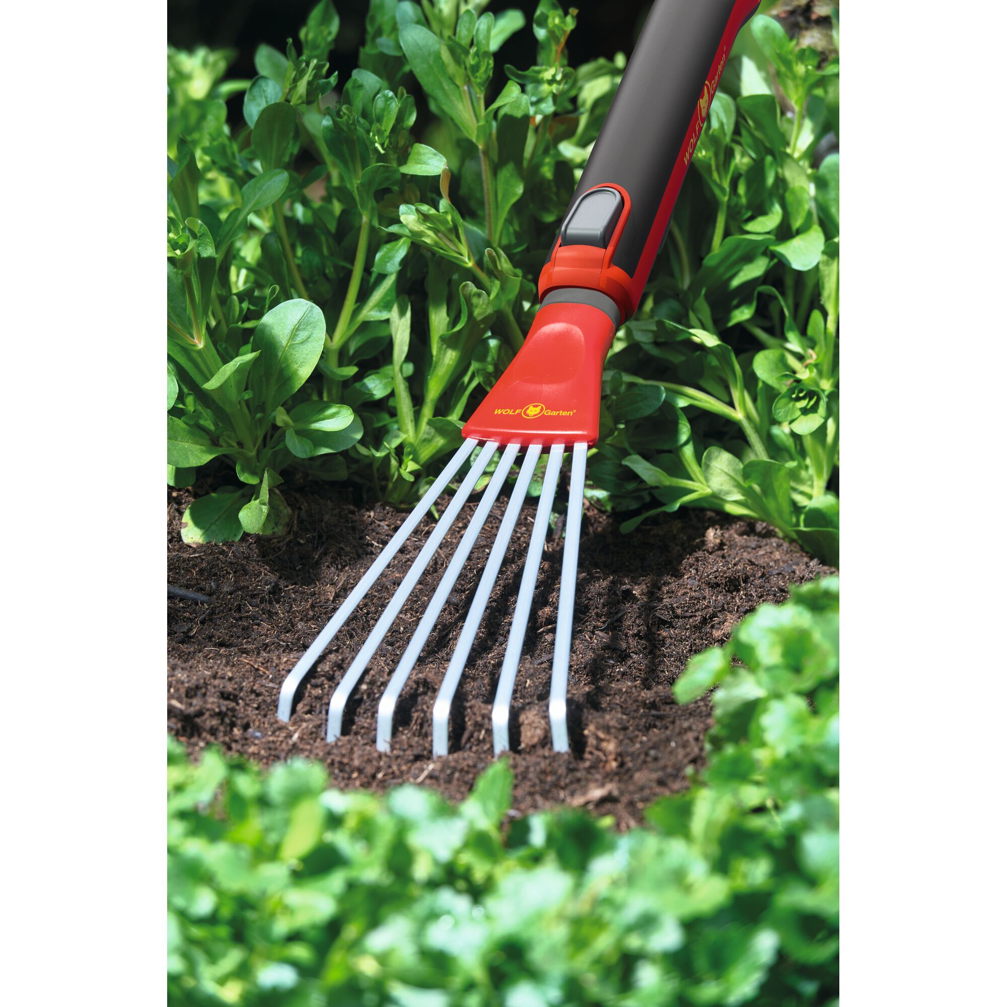 A gardening hand rake with a red and grey handle from WOLFGarten is being used to cultivate soil around green plants in a garden.