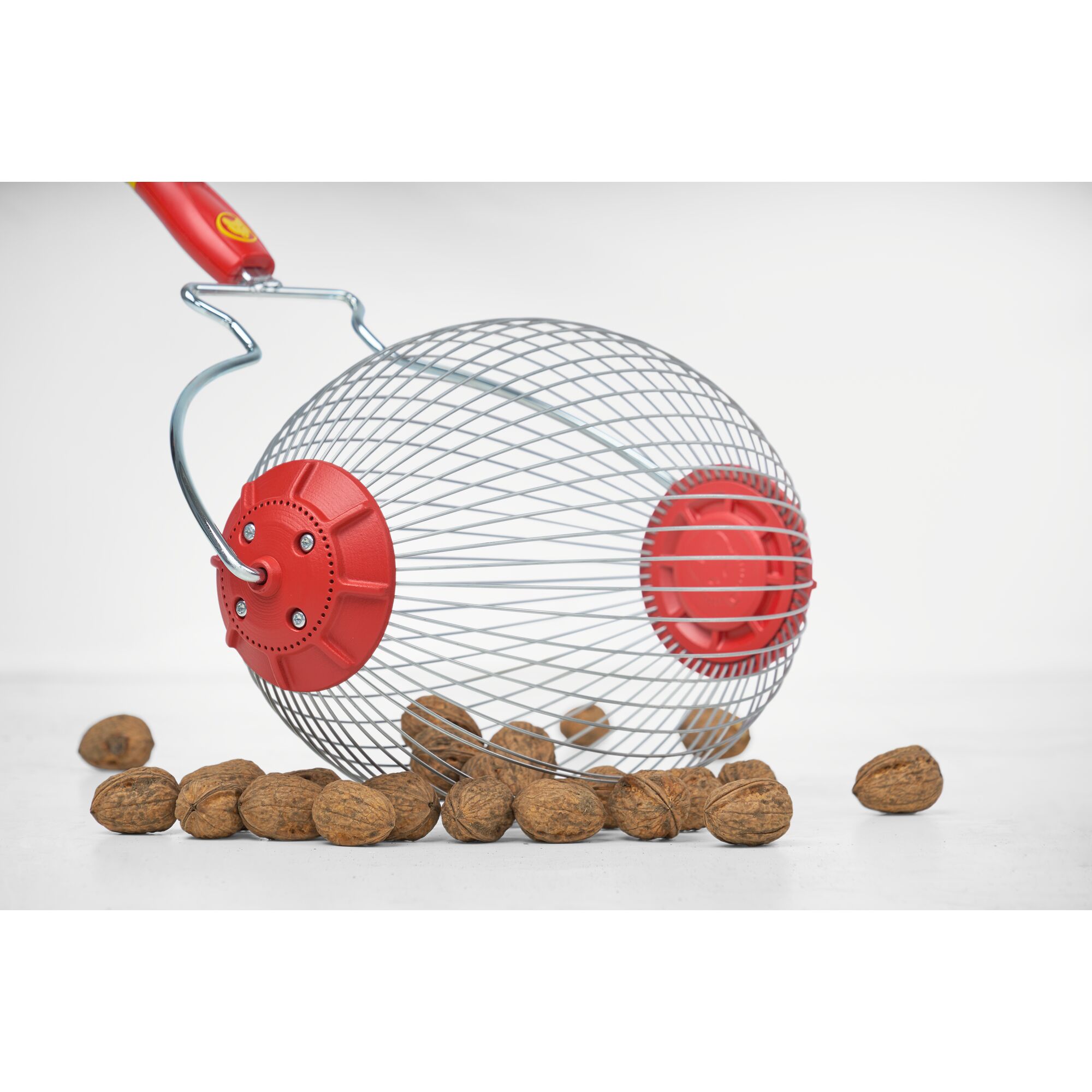 A metal wire nut collector with red plastic ends is shown picking up walnuts on a white surface.