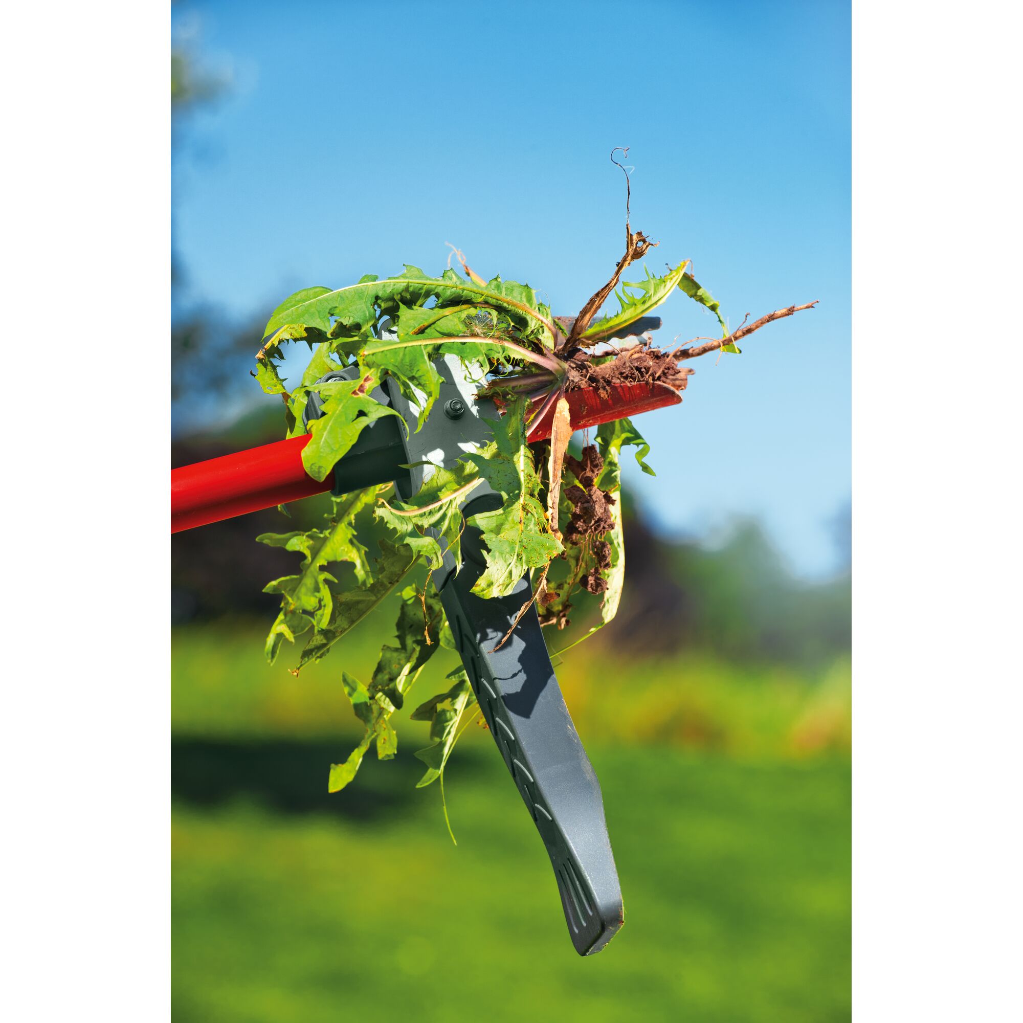 Close-up image of a gardening tool gripping a weed and soil, held above grass outdoors with a blue sky in the background.