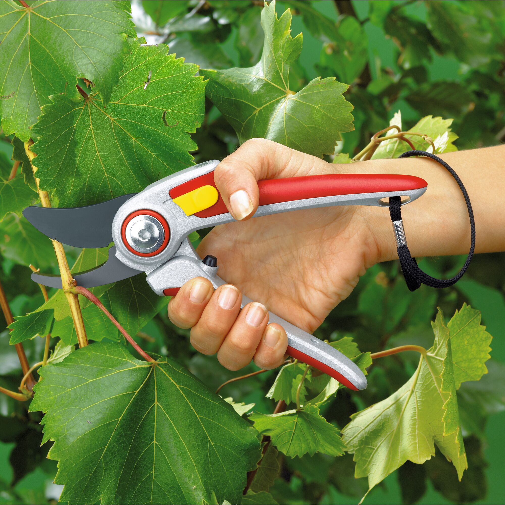 A hand holding a pair of red and silver garden secateurs, cutting a stem among green leaves outdoors.