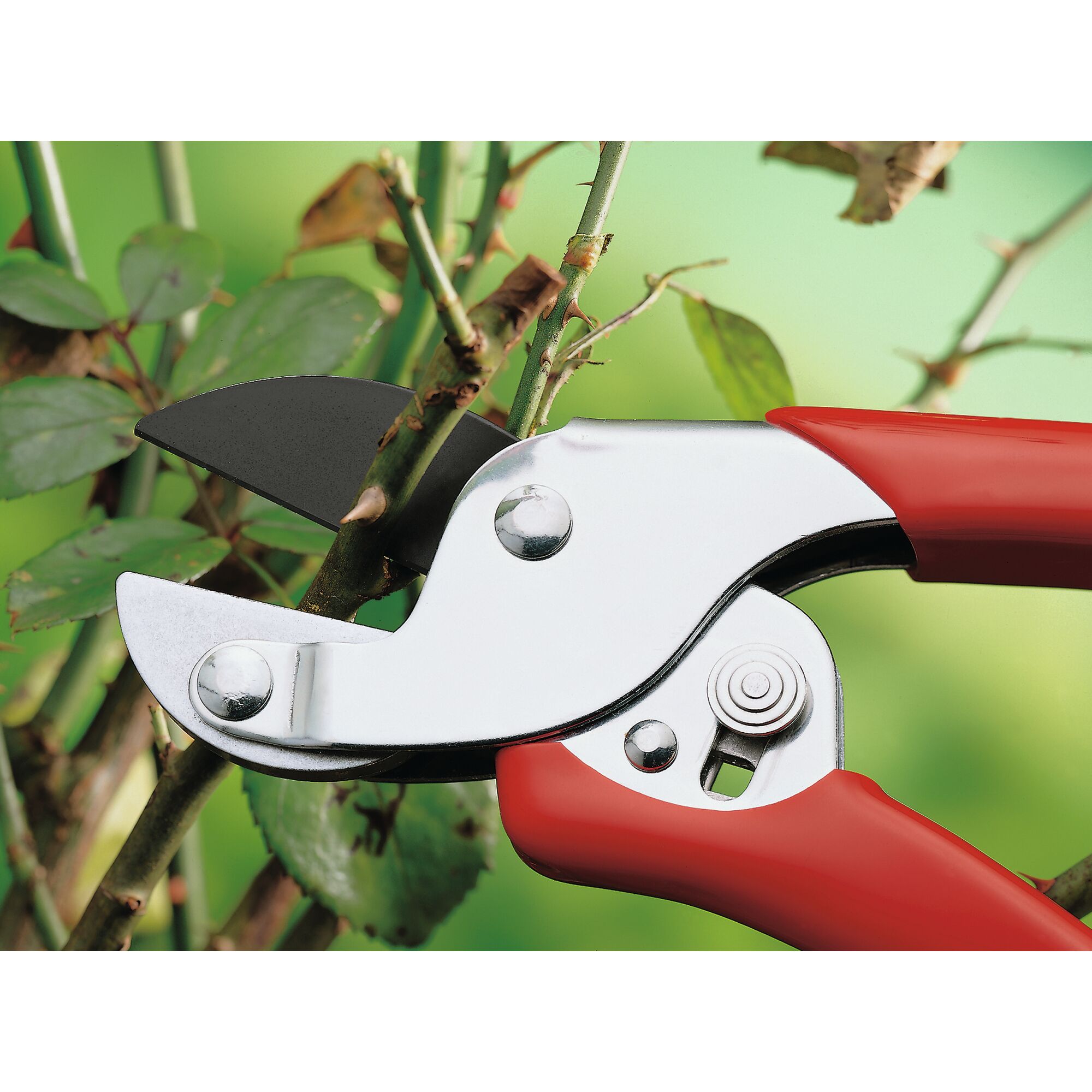 Close-up of a red-handled garden pruner cutting a plant stem against a green blurred background.