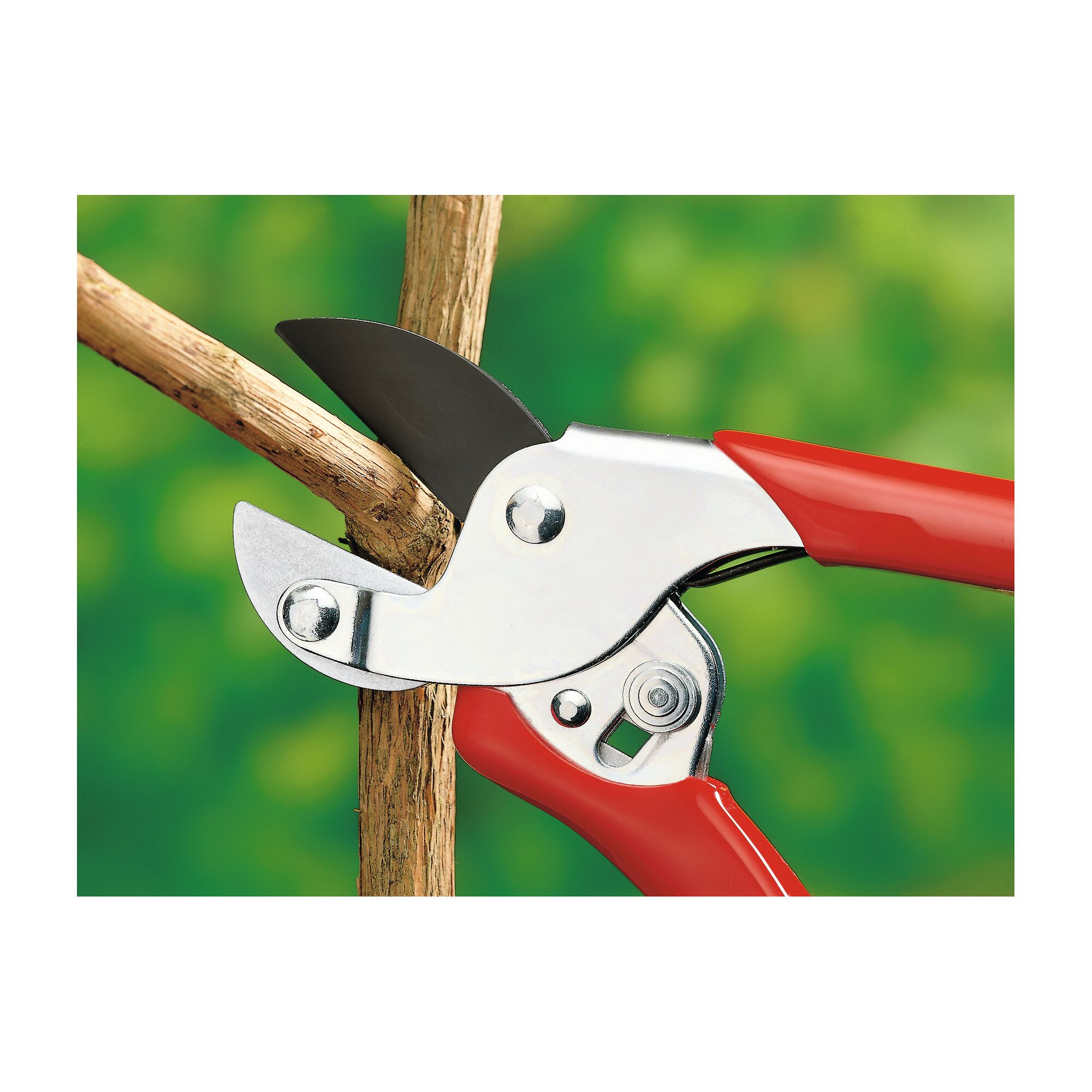 Close-up of a pair of garden pruning shears with red handles cutting a small tree branch.