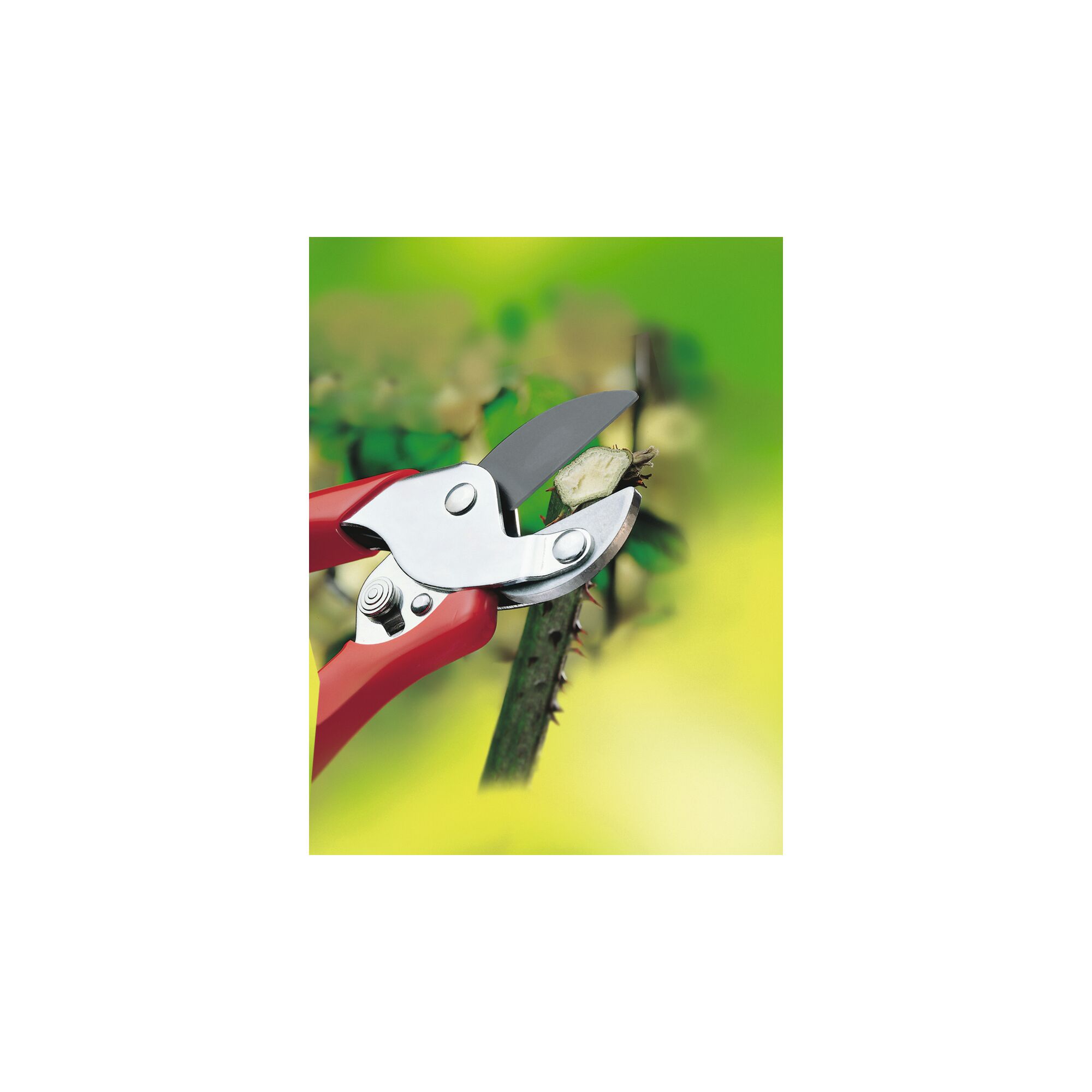 A pair of red-handled garden secateurs cutting a thorny plant stem against a blurred green and yellow background.