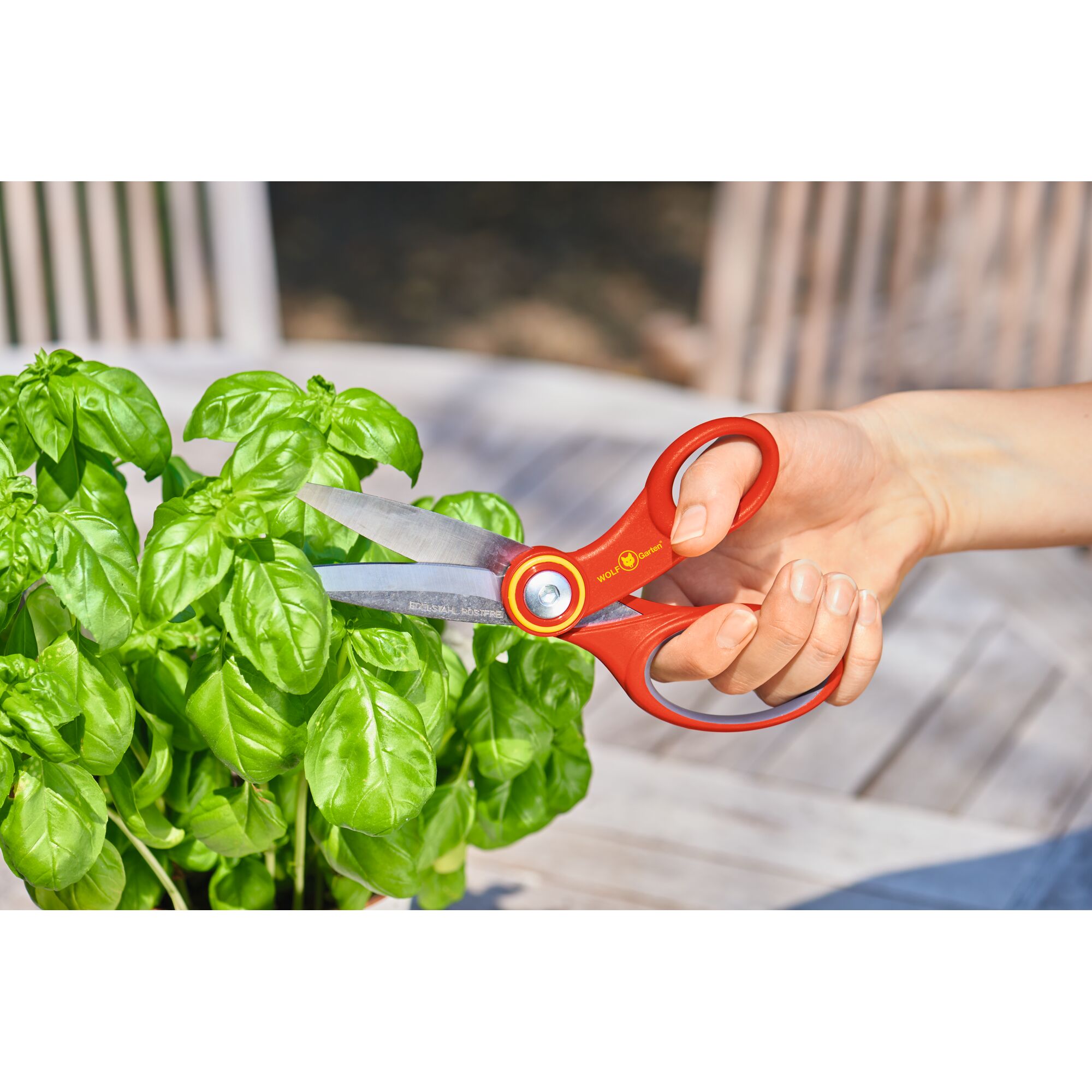 A close-up of a hand using red WOLFGarten garden scissors to cut fresh basil leaves outdoors.