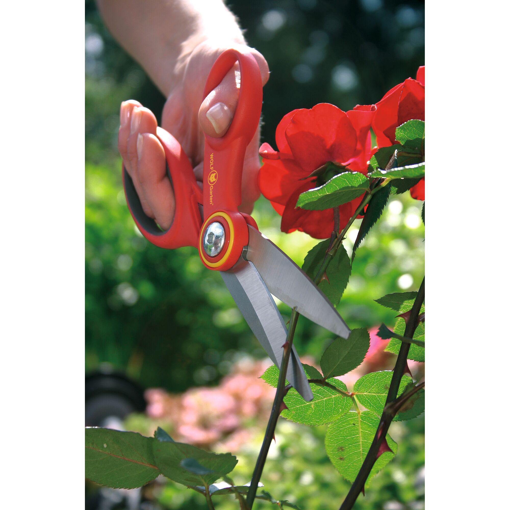 A hand using red WOLFGarten garden scissors to trim a stem of a flowering plant with red blooms outdoors.