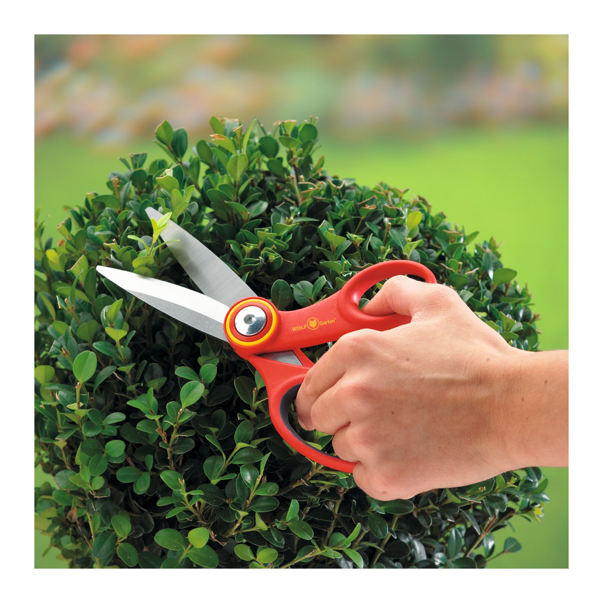 A hand is using red WOLF-Garten pruning shears to trim a green shrub outdoors.