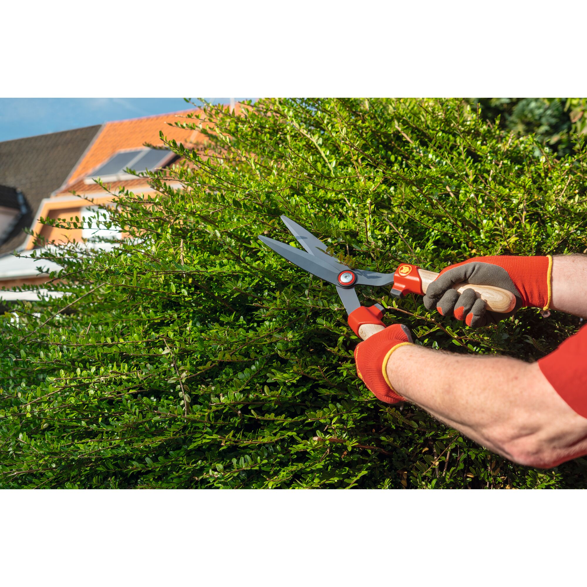 A person wearing orange gloves is trimming a green hedge with a pair of WOLFGarten garden shears outside, with a house visible in the background.