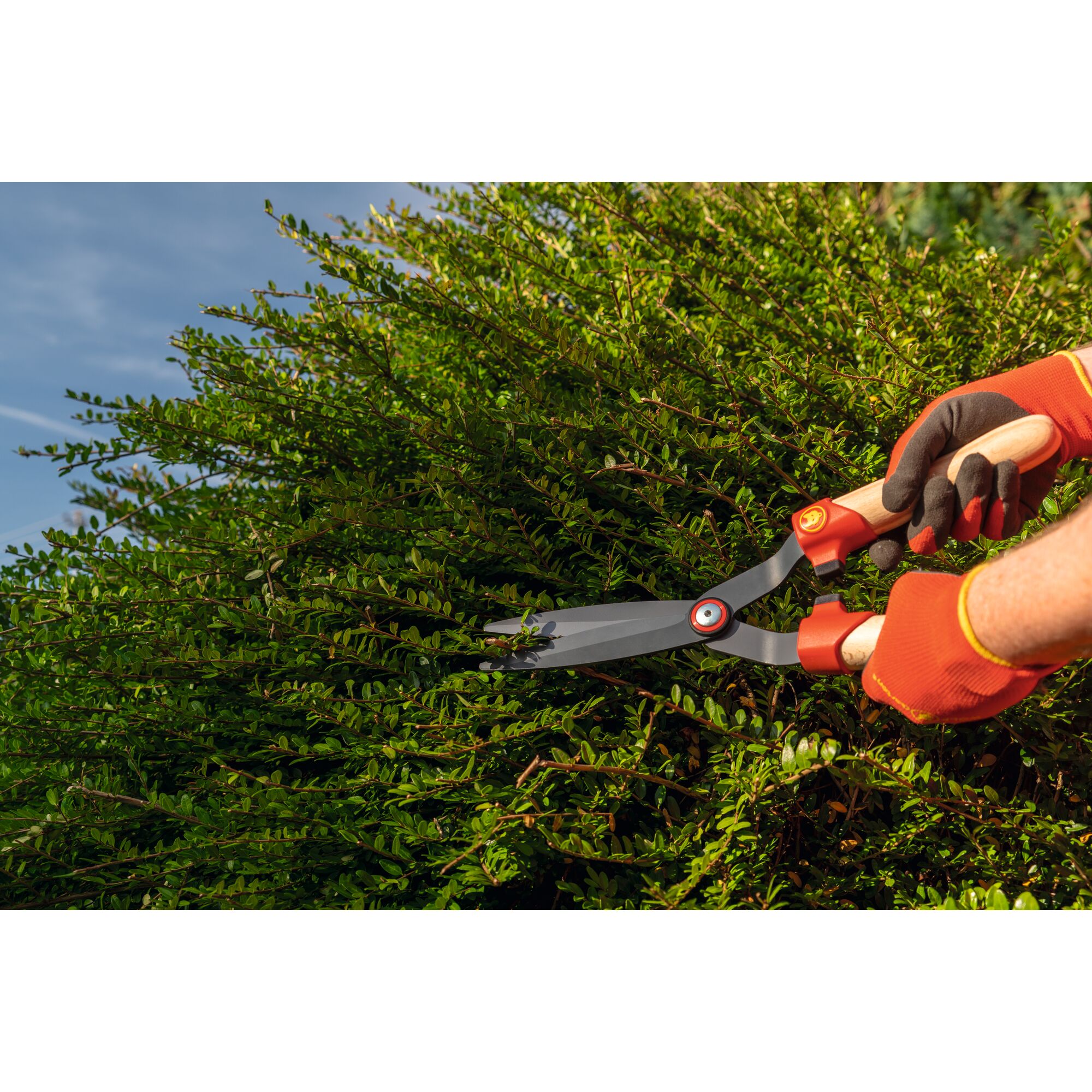 Hands wearing gardening gloves use WOLFGarten hedge shears to trim green bushes outdoors under a clear sky.