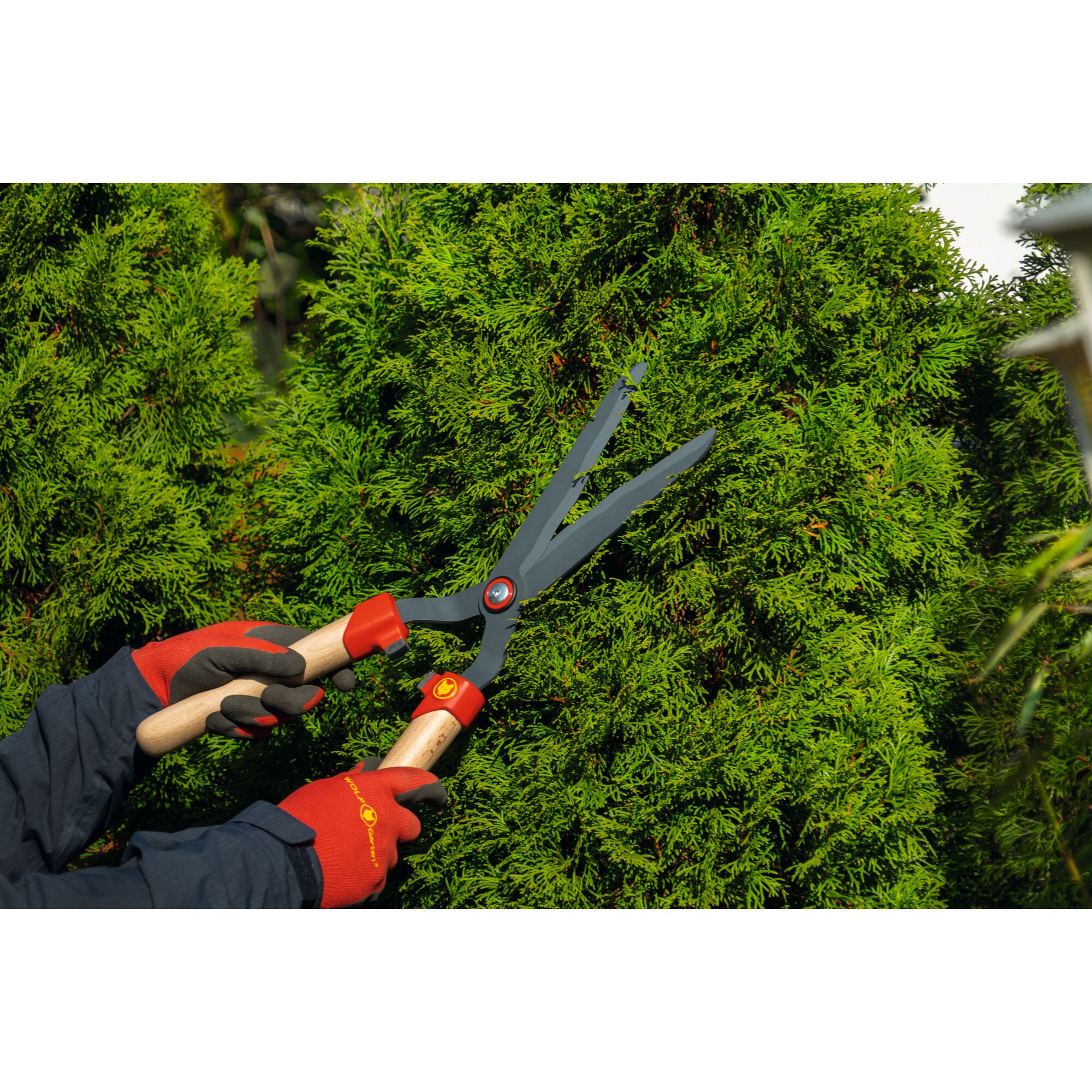 Hands wearing red and black gloves use a pair of hedge shears with wooden handles to trim dense green bushes outdoors.