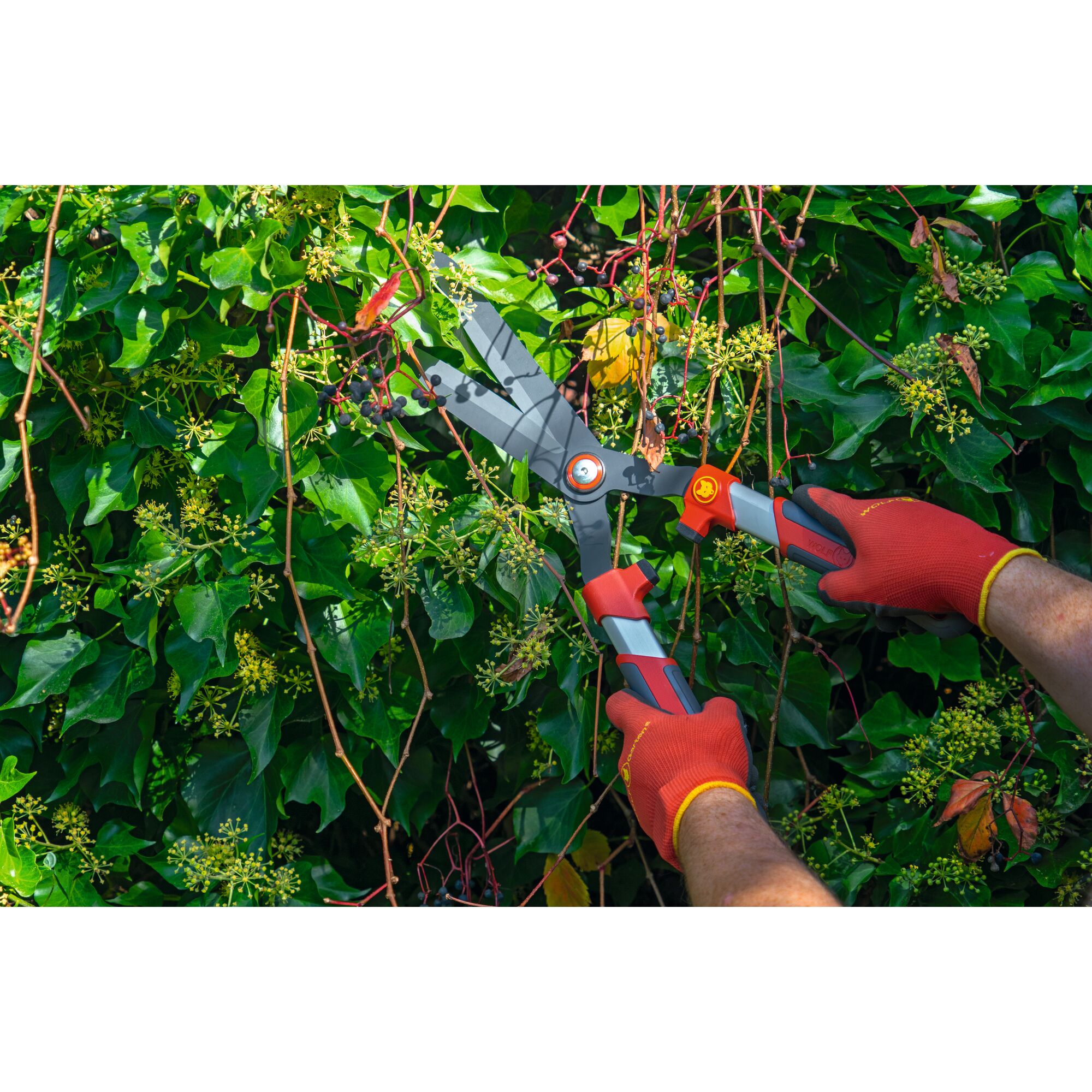 A person wearing red gloves uses a WOLFGarten hedge shear to trim branches and leaves in a dense green hedge.