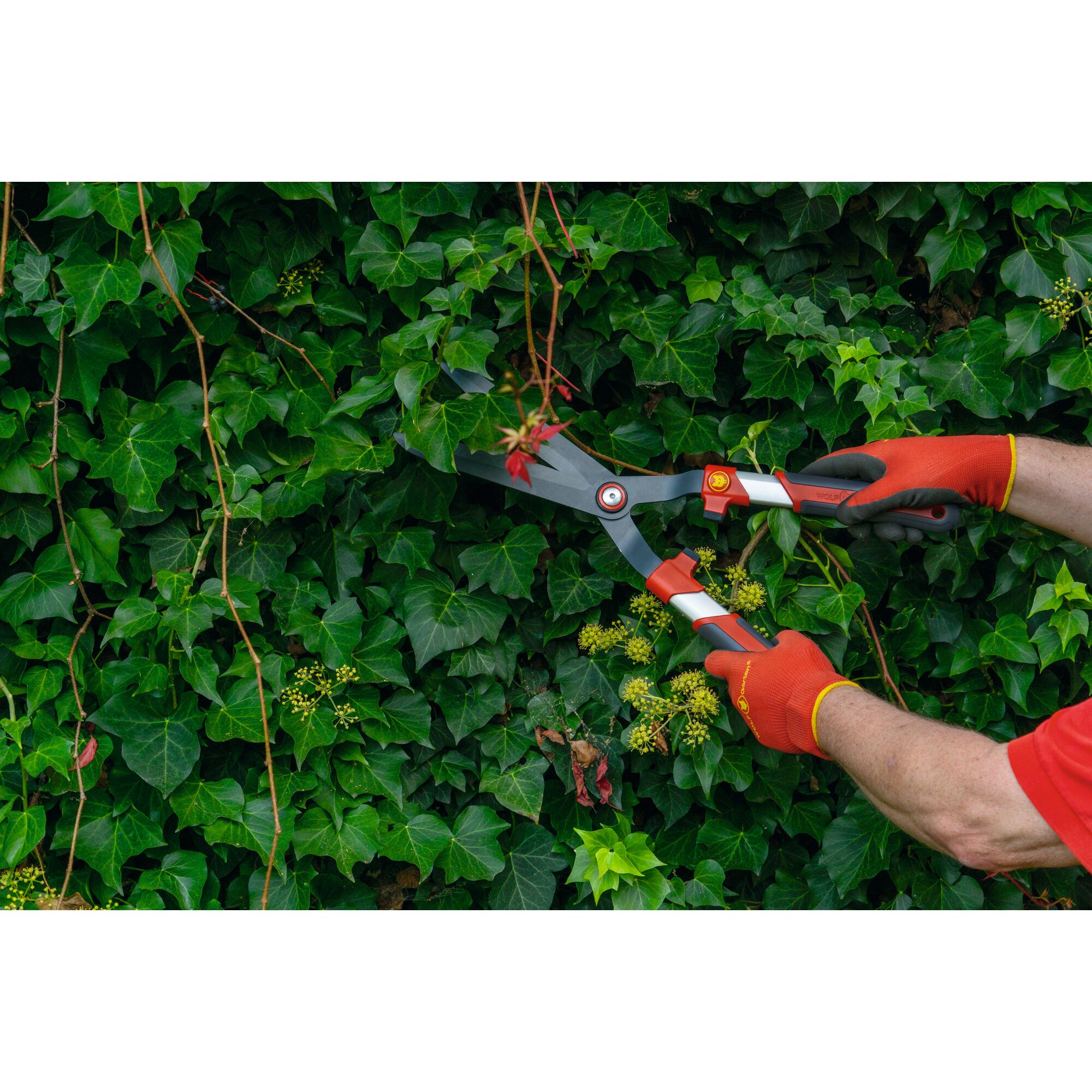 A person wearing orange gloves uses WOLFGarten garden hedge shears to trim green ivy leaves.