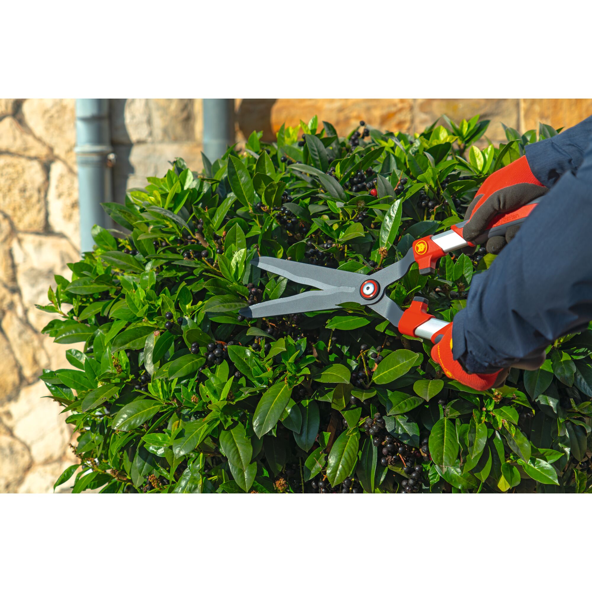 A person wearing gloves uses a pair of WOLFGarten hedge shears to trim a green bush outdoors.