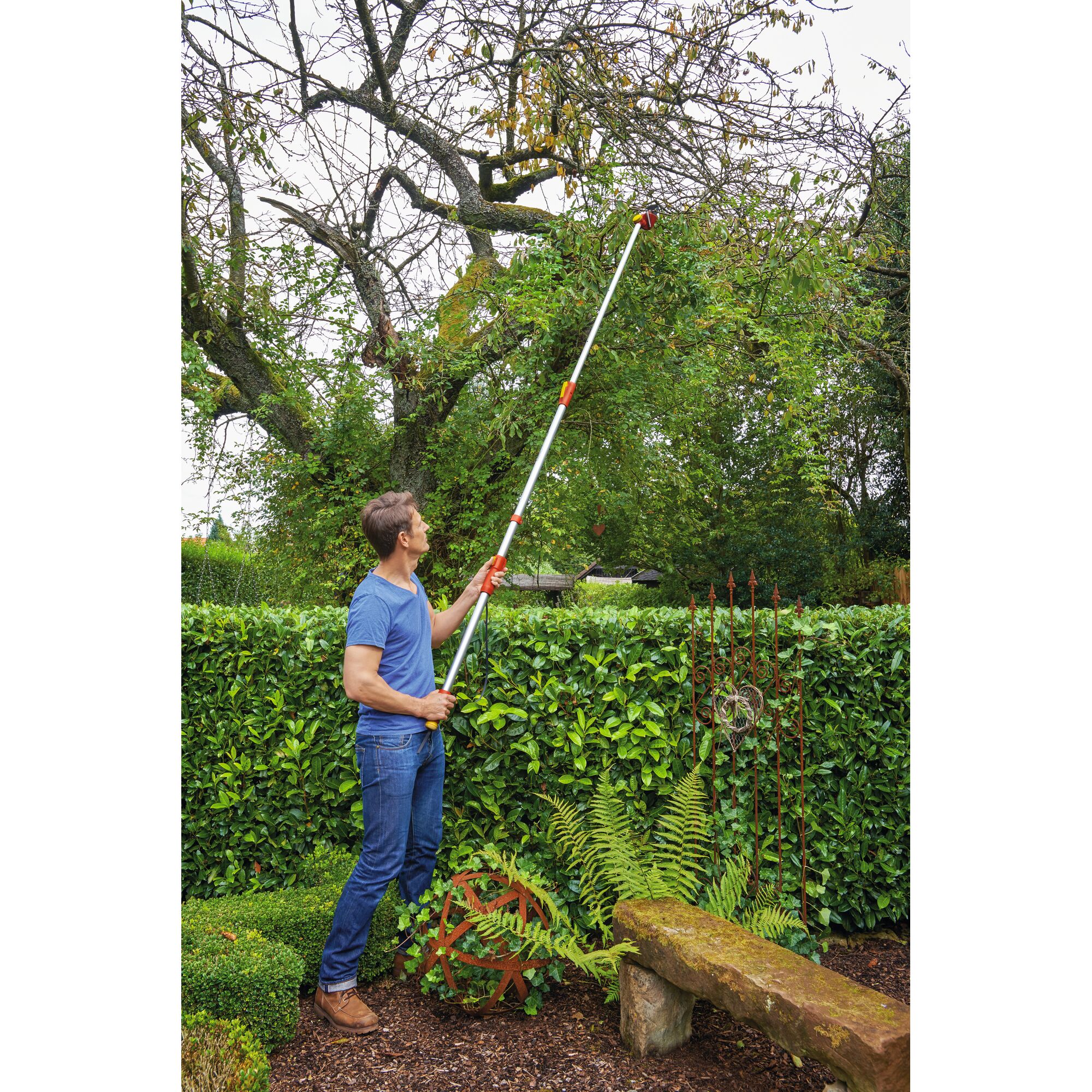 A person is using a long pole pruner to trim branches from a tall tree in a garden. The tool is held with both hands and reaches high into the tree above a hedge.