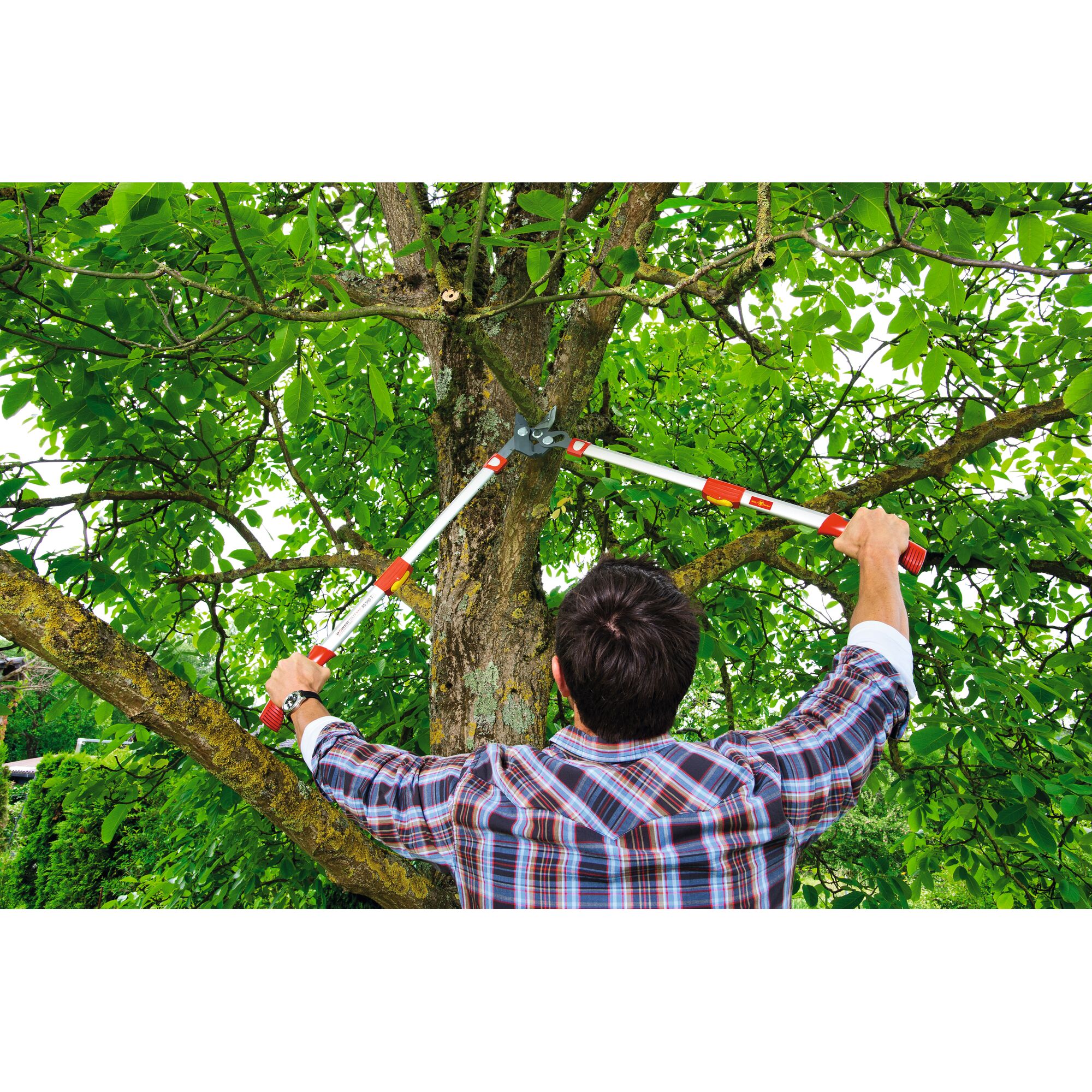 Person pruning a tree branch with long-handled loppers, surrounded by green foliage.