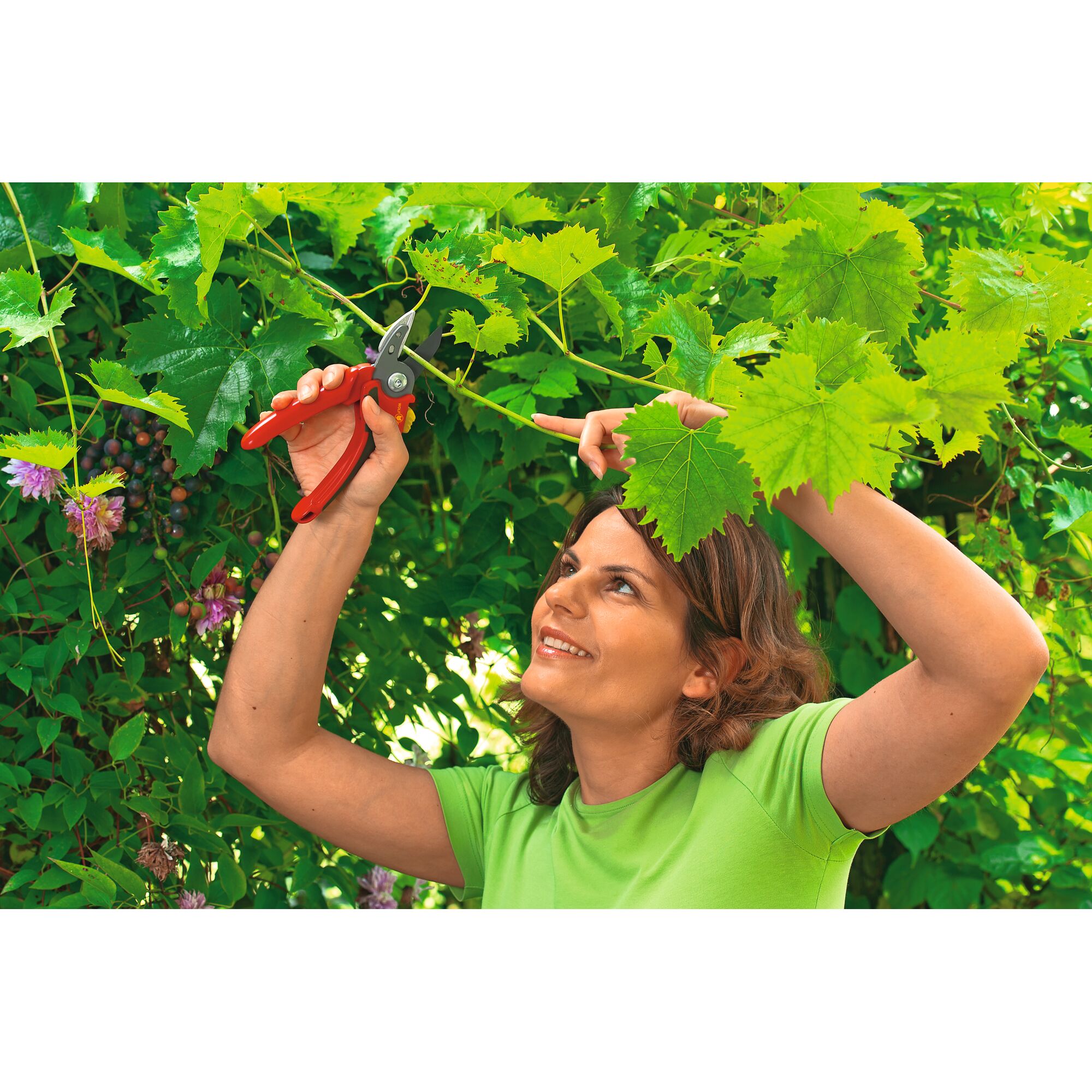 Person using a pair of red-handled pruning shears to trim a green vine outdoors, surrounded by leaves and foliage. The person's face is blurred.