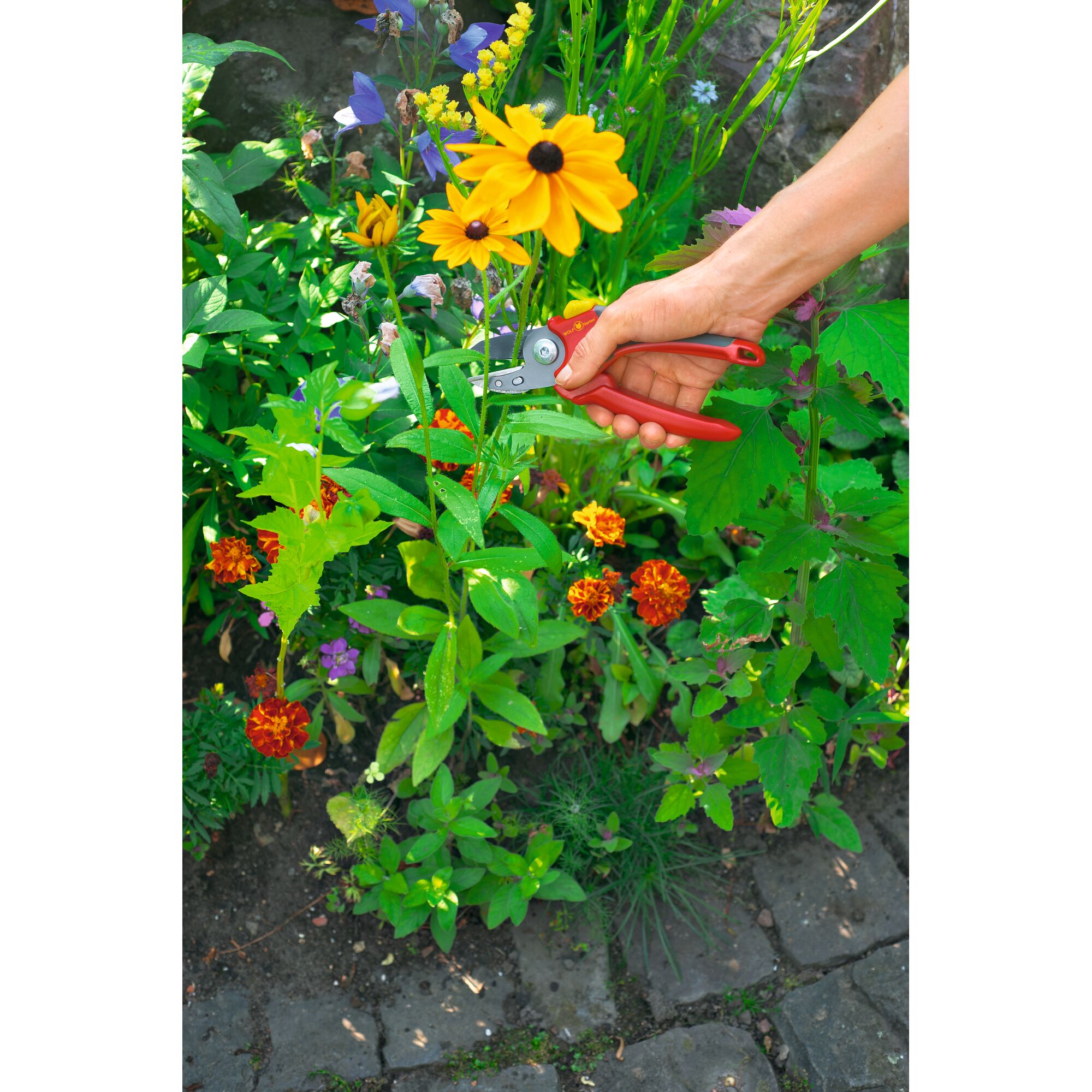 A hand is using red garden pruning shears to cut a flower stem among colorful plants in an outdoor garden.