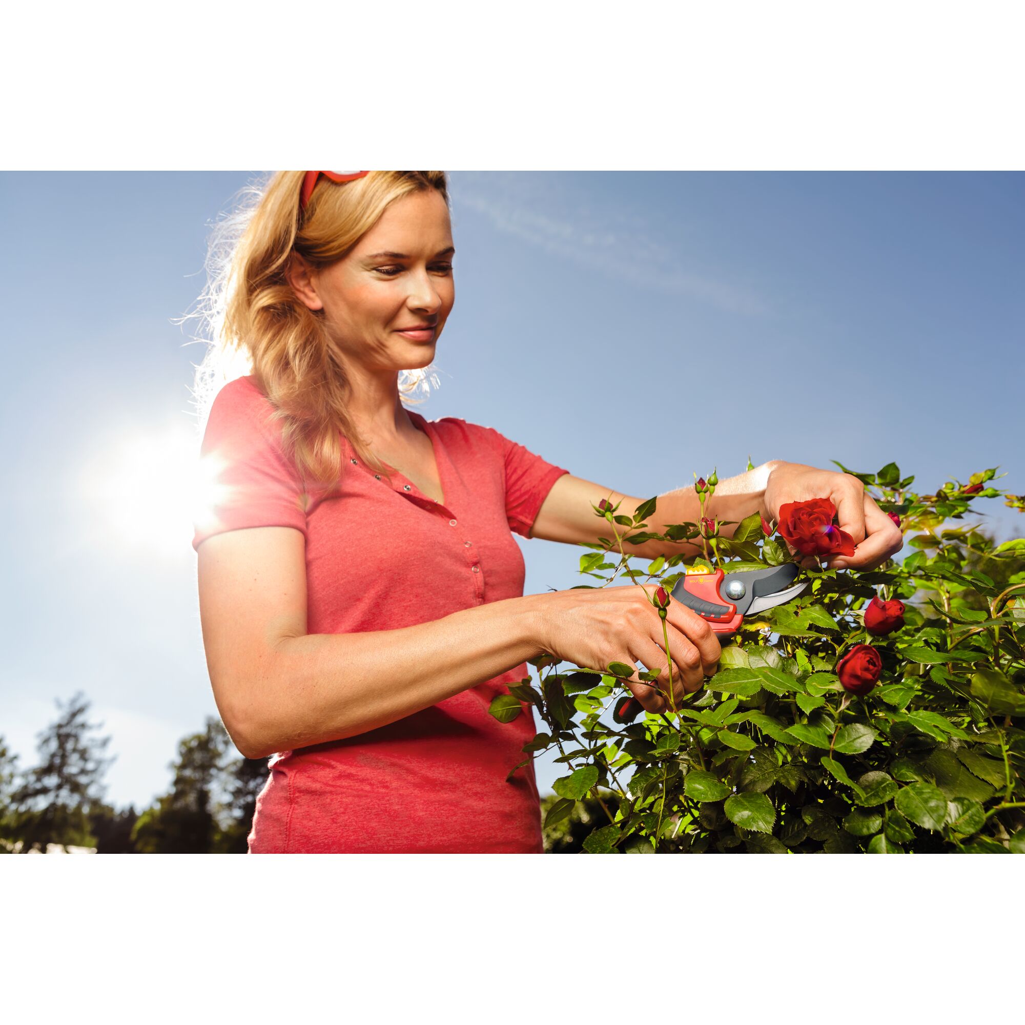 A person wearing a red shirt is using an orange and gray WOLFGarten pruning shear to trim red roses from a bush in a sunny outdoor garden.