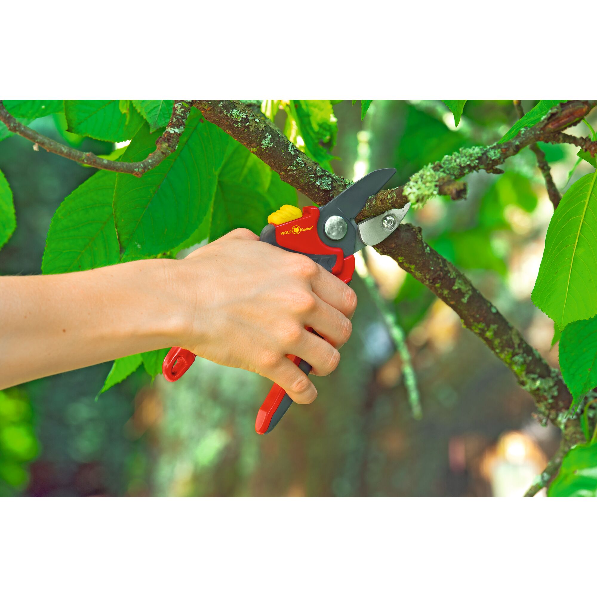 A hand using red and yellow WOLFGarten pruning shears to cut a tree branch surrounded by green leaves.