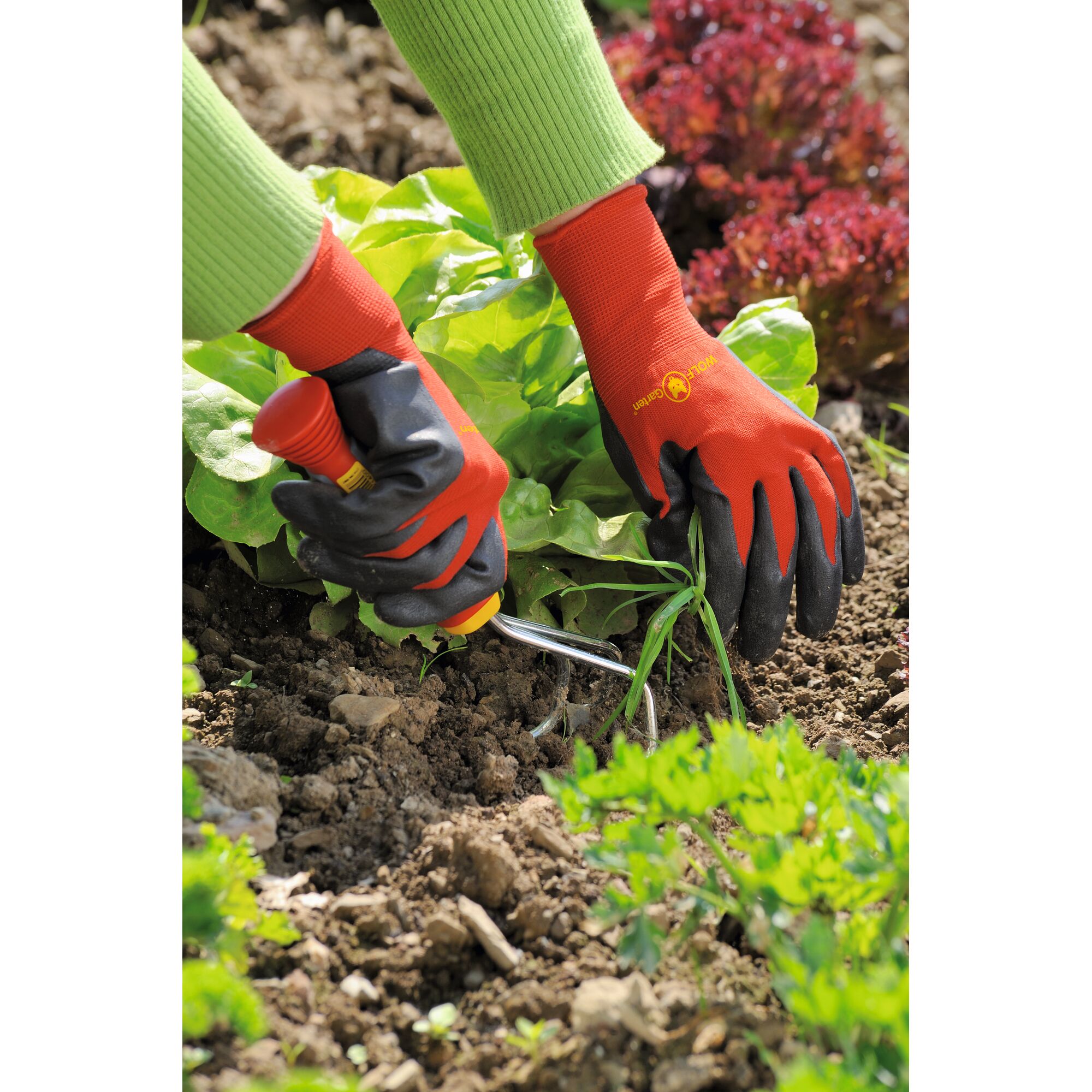Close-up of a person wearing red and black gardening gloves using a small hand tool to work in the soil among leafy vegetables in a garden.