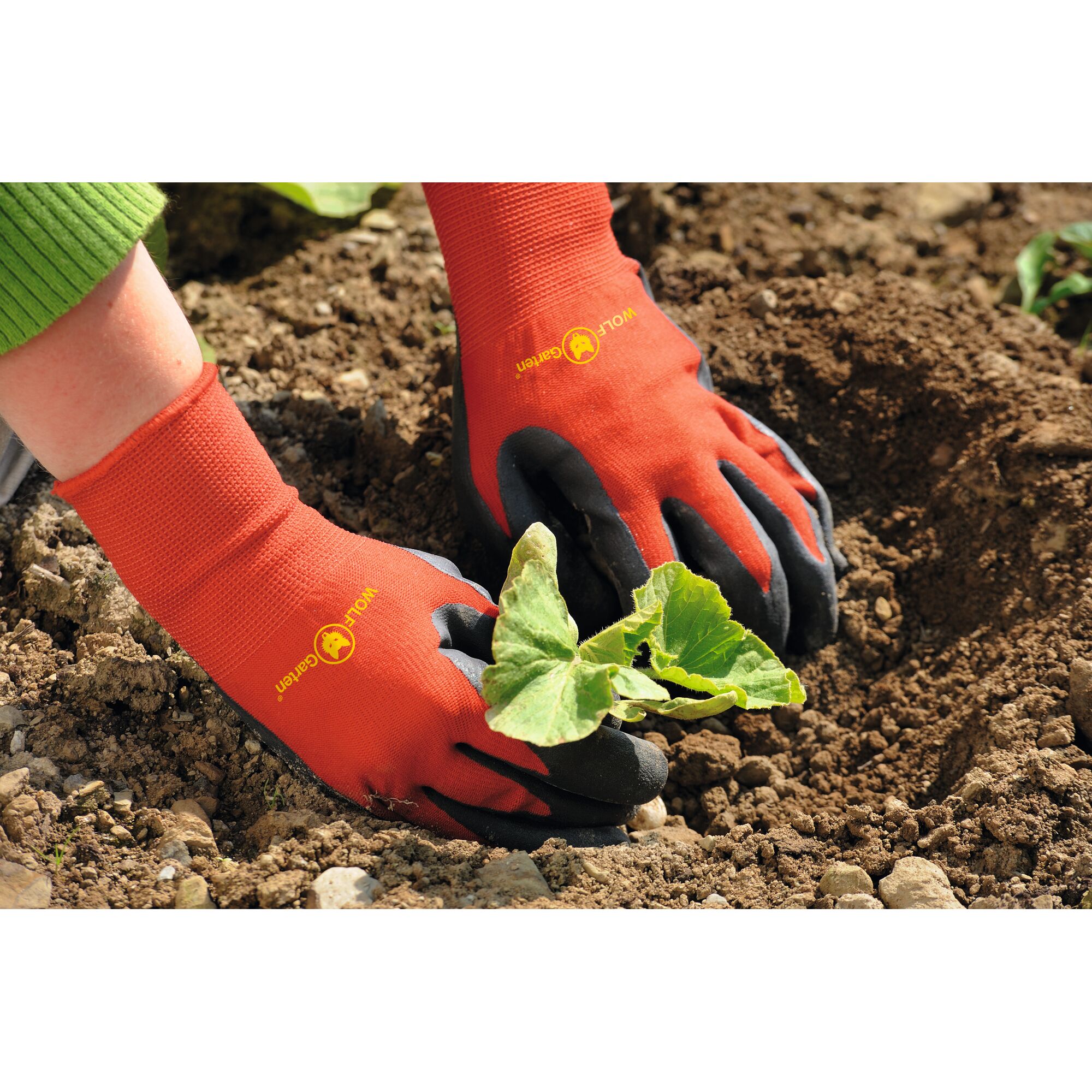 A person wearing red and black WOLFGarten gardening gloves is planting a young green seedling into soil.